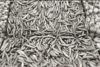 black and white photograph of vegetables in a market